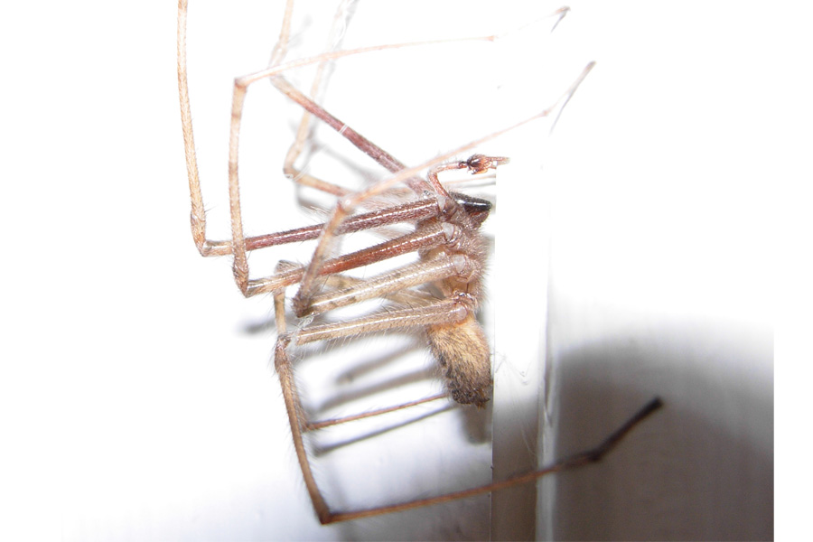 ragno in ambulatorio (maschio di Tegenaria sp)